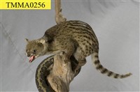 藏品(麝香貓)的圖片